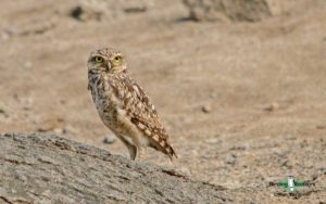 Patagonia birding tours