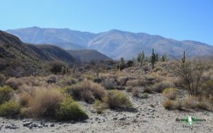 Northwest Argentina birding tours