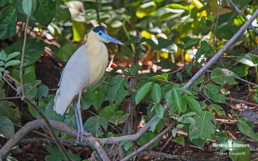 Amazon clay lick birding tours