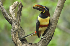 Northeast Argentina birding tours