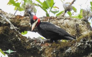 Northwest Argentina birding tours