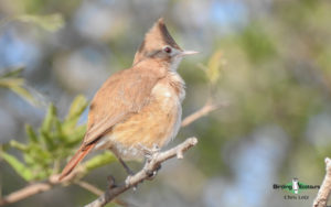 Northwest Argentina birding tours