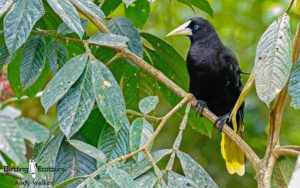 Amazon clay lick birding tours