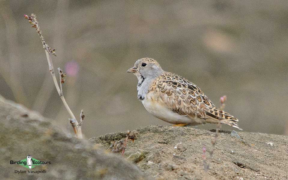 Northern Peru birding tours