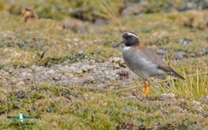 Northwest Argentina birding tours