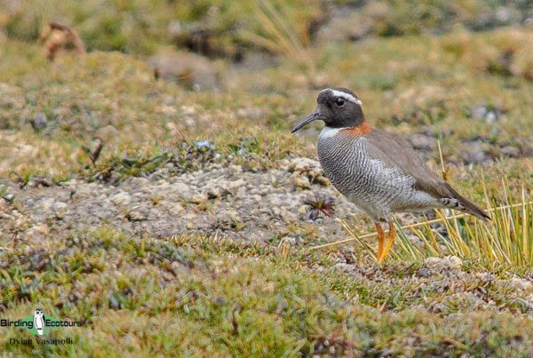 Northwest Argentina birding tours