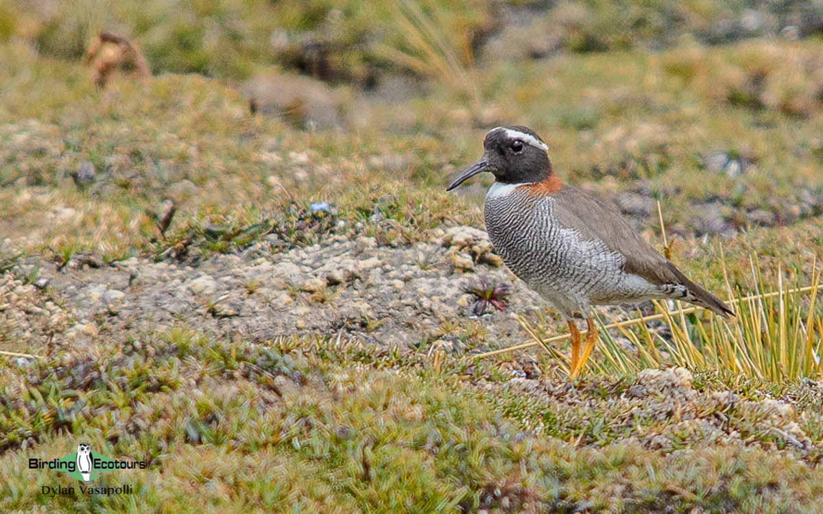 Northwest Argentina birding tours