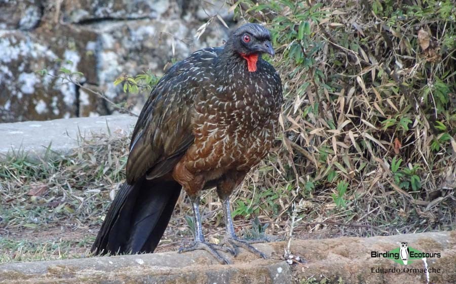 Northwest Argentina birding tours