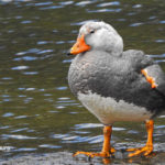 Tierra del Fuego birding tours