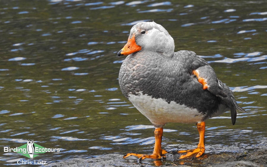 Tierra del Fuego birding tours