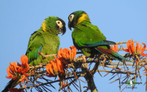 Northwest Argentina birding tours