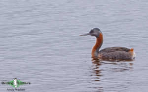 Chile birding tours