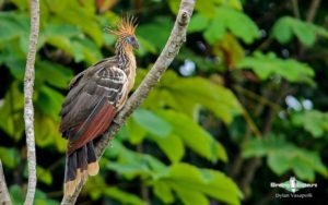 Amazon clay lick birding tours