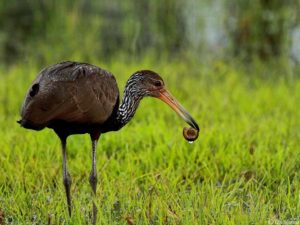 Amazon clay lick birding tours