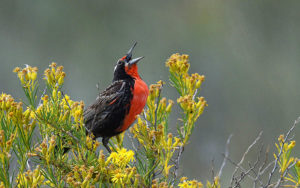 Patagonia birding tours