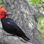 Tierra del Fuego birding tours