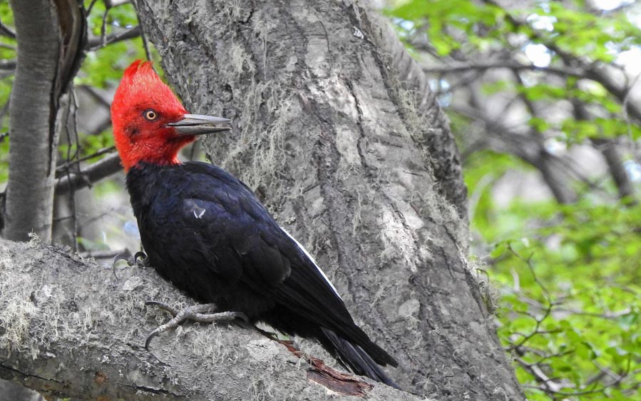 Tierra del Fuego birding tours