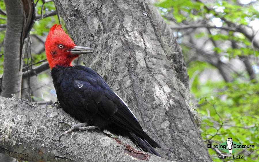 Patagonia birding tours