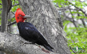 Tierra del Fuego birding tours