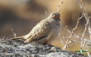 Northwest Argentina birding tours