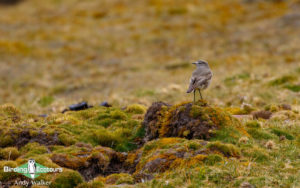 Tierra del Fuego birding tours