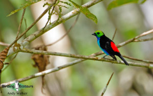 Amazon clay lick birding tours