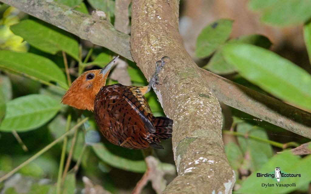 Amazon clay lick birding tours