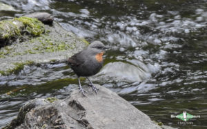 Northwest Argentina birding tours