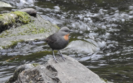 Argentina birding tours