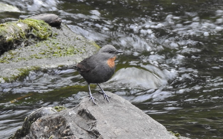 Argentina birding tours