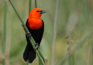 Northeast Argentina birding tours