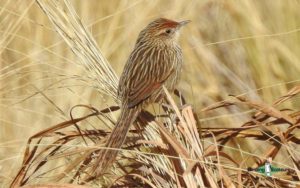 Northwest Argentina birding tours