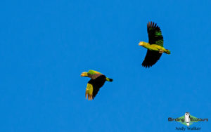 Amazon clay lick birding tours