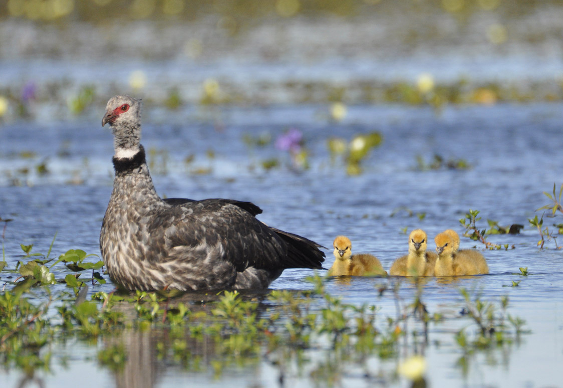 Northeast Argentina birding tours