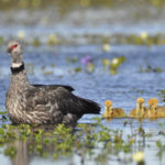 Northeast Argentina birding tours