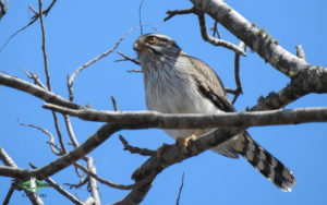 Northwest Argentina birding tours