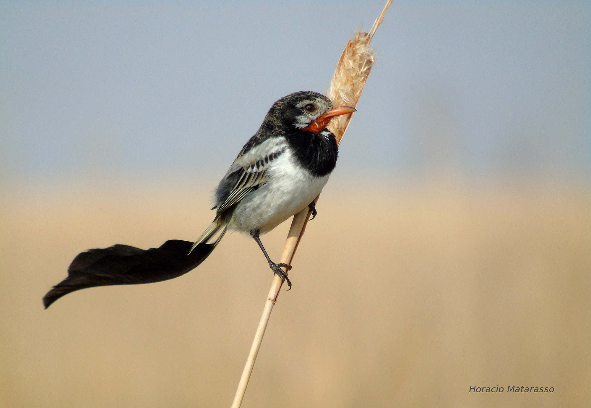 Northeast Argentina birding tours