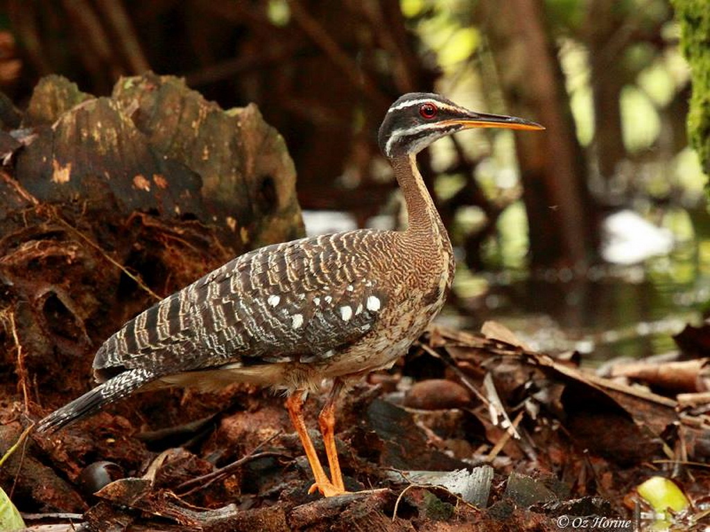 Amazon clay lick birding tours