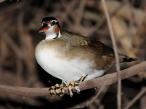 Amazon clay lick birding tours