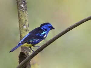 Amazon clay lick birding tours