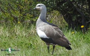 Patagonia birding tours