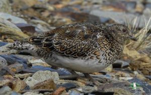 Tierra del Fuego birding tours