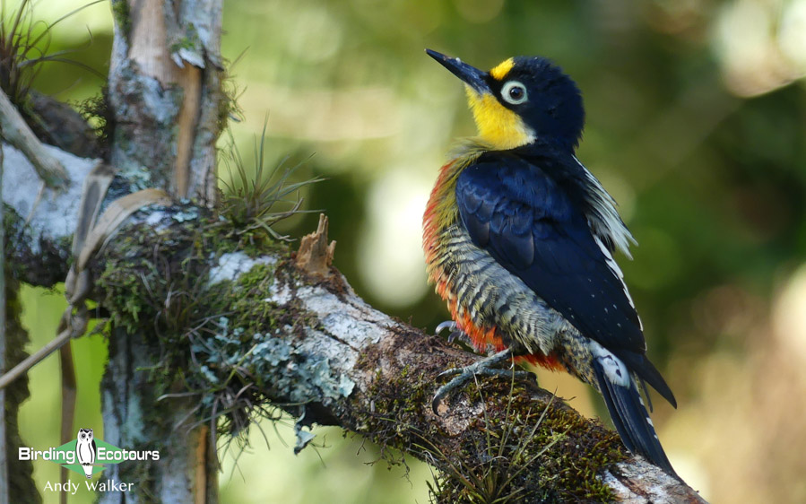 Birding Argentina – Araucaria Provintial Park, Cruce del Calballero