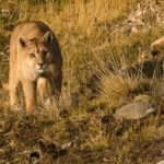 Chile birding tours