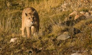 Chile birding tours