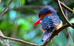 Central Thailand birding tours