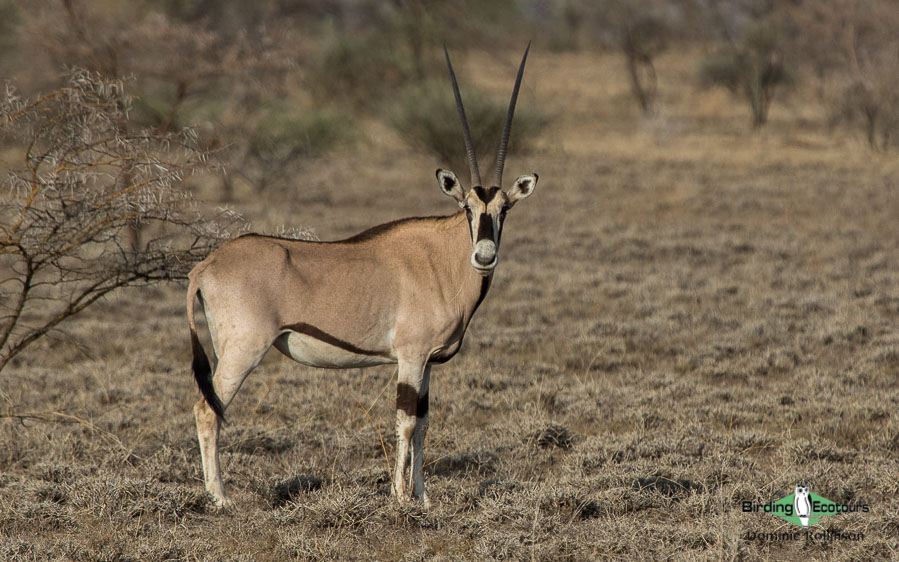 Ethiopia birding tours