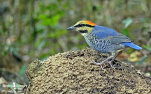 Central Thailand birding tours