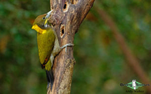 Central Thailand birding tours