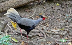 Central Thailand birding tours